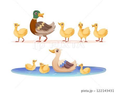 Mother duck. Cute ducks mom and row ducklings swimming in pond, wild or poultry baby animal bird family walking, cartoon funny children young ducky group swanky vector illustration 122143431