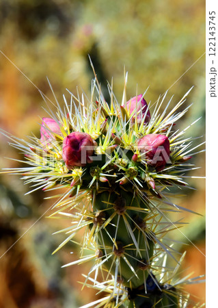 Flowering Hedge Hog cactus 122143745