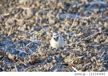 セキレイ wagtail / Japan 122143845
