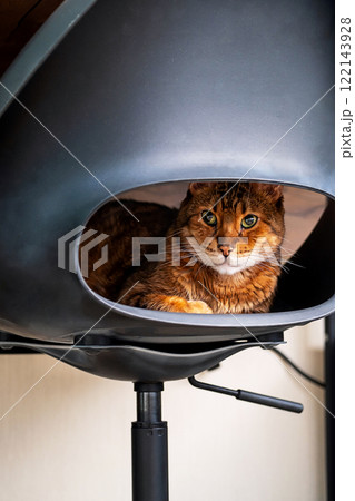 Cute cat laying on chair. 122143928