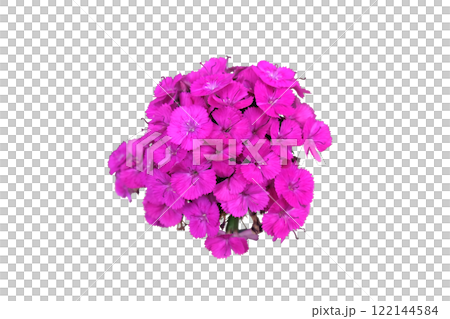 Dianthus barbatus Parzival Lancelot pink flower Dianthus barbatus Parzival Lancelot pink flower 122144584