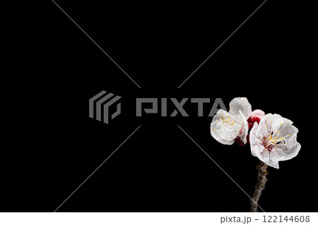 横長の黒い背景の梅の花 122144608
