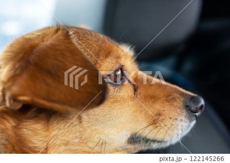 A brown dog is comfortably laying in the back seat of a car A brown dog is comfortably laying in the back seat of a car 122145266