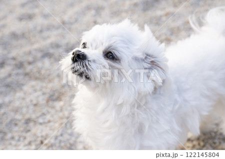 見上げるマルチーズ 見上げるマルチーズ 122145804