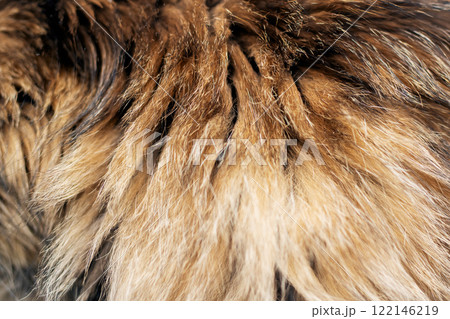 Closeup of a cats soft, fluffy fur highlights its beautiful texture 122146219