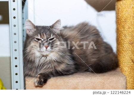A cat is comfortably laying on a shelf while gazing at the camera A cat is comfortably laying on a shelf while gazing at the camera 122146224