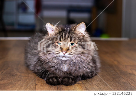A fluffy cat peacefully resting on a warm wooden floor, creating a cozy atmosphere A fluffy cat peacefully resting on a warm wooden floor, creating a cozy atmosphere 122146225