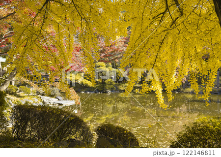日比谷公園・雲形池の黄色い銀杏【秋イメージ】 122146811