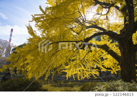 日比谷公園・雲形池の黄色い銀杏【秋イメージ】 122146813