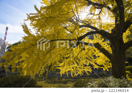 日比谷公園・雲形池の黄色い銀杏【秋イメージ】 122146814