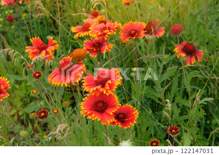 Gaillardia is blooming. Ornamental plant. Orange flower in meadow. Drought-resistant annual plant. Cottage garden. Gaillardia is blooming. Ornamental plant. Orange flower in meadow. Drought-resistant annual plant. Cottage garden. 122147031