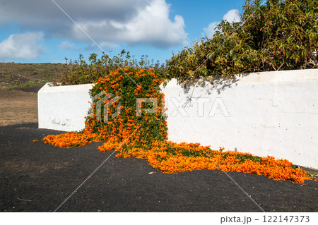 White wall with Pyrostegia Venusta, Lanzarote, Spain 122147373