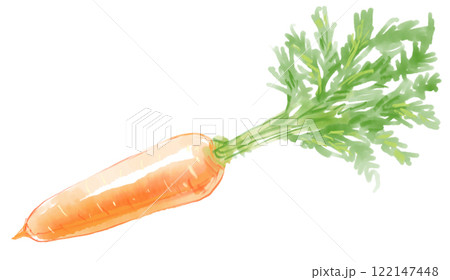 新鮮な葉つきニンジンの水彩イラスト 新鮮な葉つきニンジンの水彩イラスト 122147448