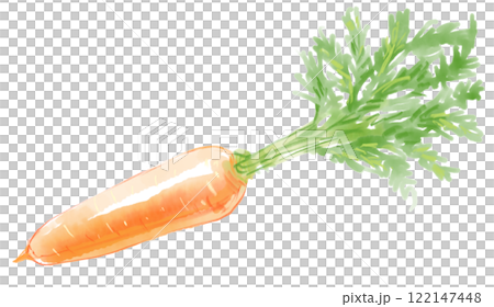 新鮮な葉つきニンジンの水彩イラスト 新鮮な葉つきニンジンの水彩イラスト 122147448
