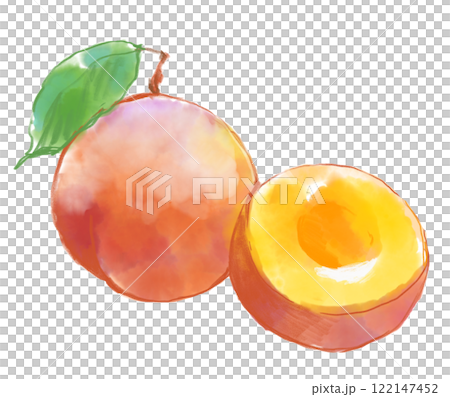 新鮮な丸ごとプラムと輪切りのプラムの水彩イラスト 122147452