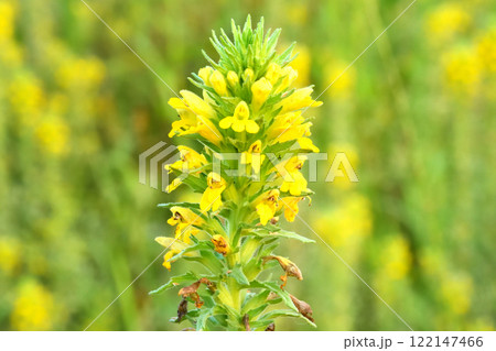 半寄生植物の黄色い花 セイヨウヒキヨモギ 半寄生植物の黄色い花 セイヨウヒキヨモギ 122147466
