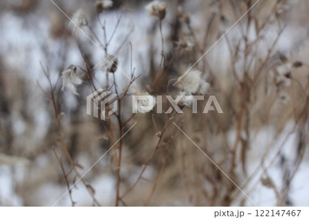 Stems of dried carduus plant on a blurred background during winter time. 122147467