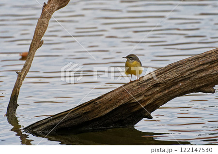 水辺の倒木に止まるセキレイ科キセキレイ 122147530