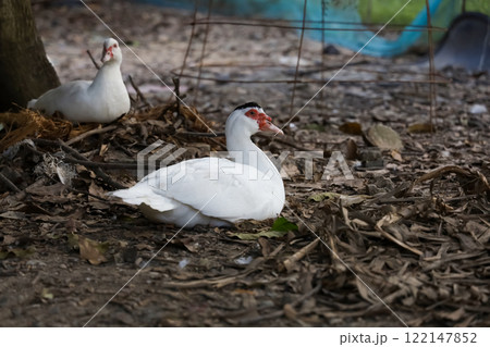 The white duck in farm thailand 122147852