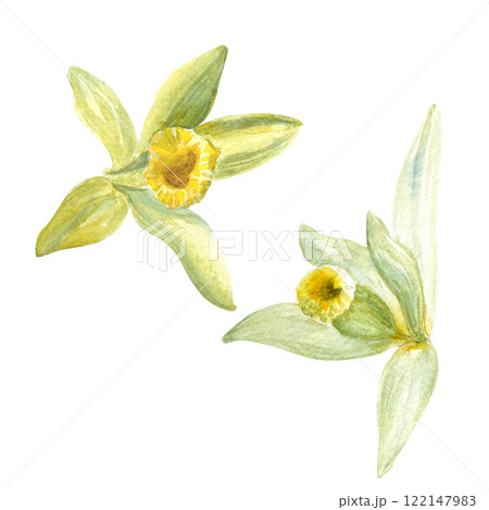 Vanilla orchid flower watercolor illustration isolated on white background. High quality hand drawn design element perfect for spice box, cafe menu, food packaging, recipes, label and logo decor Vanilla orchid flower watercolor illustration isolated on white background. High quality hand drawn design element perfect for spice box, cafe menu, food packaging, recipes, label and logo decor 122147983