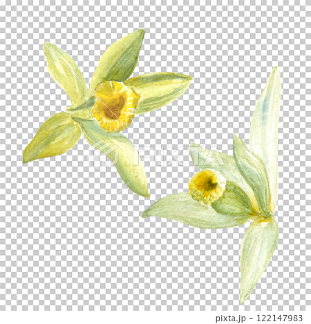 Vanilla orchid flower watercolor illustration isolated on white background. High quality hand drawn design element perfect for spice box, cafe menu, food packaging, recipes, label and logo decor Vanilla orchid flower watercolor illustration isolated on white background. High quality hand drawn design element perfect for spice box, cafe menu, food packaging, recipes, label and logo decor 122147983