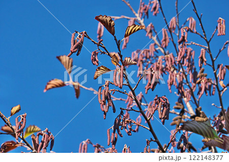 新春のヤマハンノキの昨年の実（冬、一月、お正月） 122148377