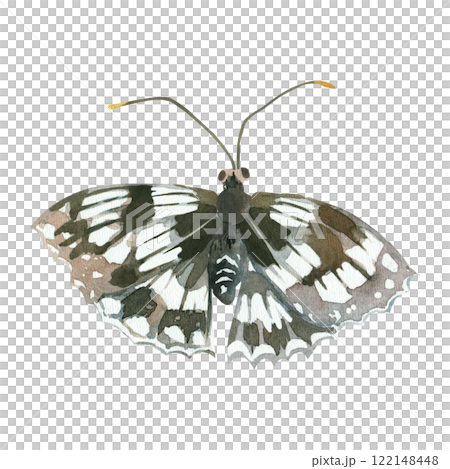 Grey and brown nymphalid Butterfly hand painted in watercolor and isolated on white background. Watercolor illustration. Suitable for cards, fabric printing and invitations. 122148448