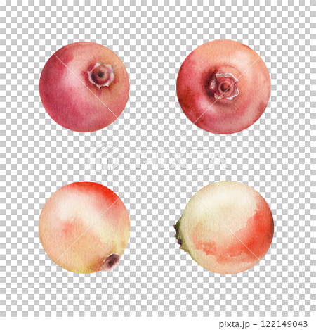 Cranberry lingonberry fruit, swamp forest berry bearberry teaberry wintergreen huckleberry hand drawn in watercolor. Botanical isolated elements illustration. Restaurant, cafe menu, farmers market 122149043