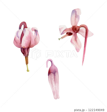 Cranberry pink lily flower bud on stalk stem, inflorescence wildflower botanical illustration hand drawn in watercolor. Isolated single element set. Scrapbooking, wedding, florist shop, decoupage 122149049