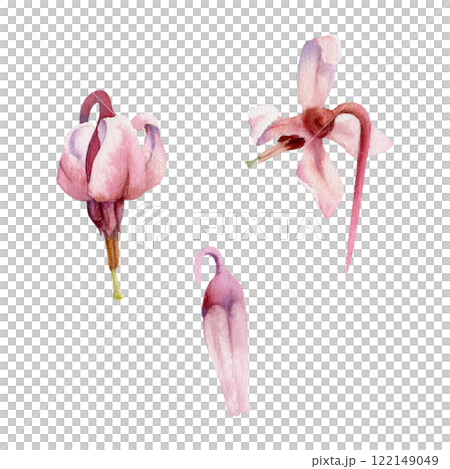 Cranberry pink lily flower bud on stalk stem, inflorescence wildflower botanical illustration hand drawn in watercolor. Isolated single element set. Scrapbooking, wedding, florist shop, decoupage 122149049
