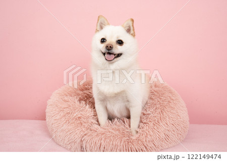 ピンクバックと微笑む豆ポメのもも 122149474