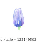 Watercolor Hand drawn clematis flower isolated on white background. Floral clipart element. Botanical illustration for greeting cards, wedding invitations, packaging, printing, scrapbooking 122149502