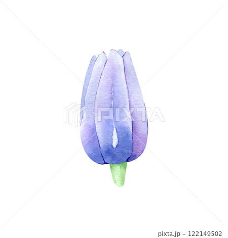 Watercolor Hand drawn clematis flower isolated on white background. Floral clipart element. Botanical illustration for greeting cards, wedding invitations, packaging, printing, scrapbooking 122149502