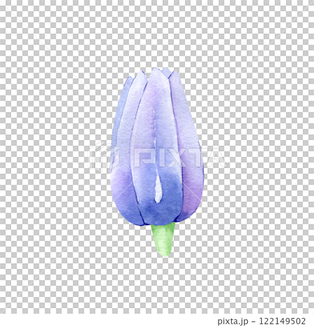 Watercolor Hand drawn clematis flower isolated on white background. Floral clipart element. Botanical illustration for greeting cards, wedding invitations, packaging, printing, scrapbooking 122149502