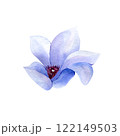 Watercolor Hand drawn clematis flower isolated on white background. Floral clipart element. Botanical illustration for greeting cards, wedding invitations, packaging, printing, scrapbooking 122149503