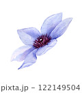 Watercolor Hand drawn clematis flower isolated on white background. Floral clipart element. Botanical illustration for greeting cards, wedding invitations, packaging, printing, scrapbooking 122149504