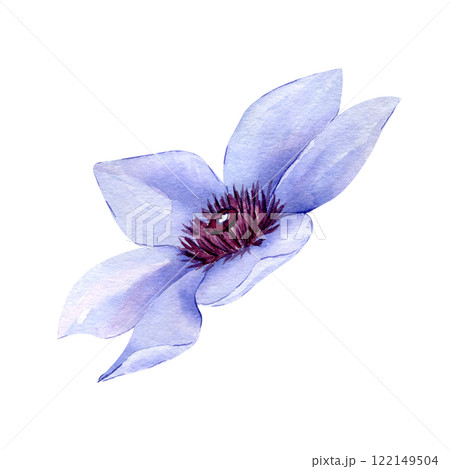 Watercolor Hand drawn clematis flower isolated on white background. Floral clipart element. Botanical illustration for greeting cards, wedding invitations, packaging, printing, scrapbooking 122149504