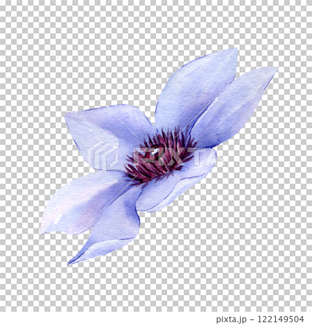 Watercolor Hand drawn clematis flower isolated on white background. Floral clipart element. Botanical illustration for greeting cards, wedding invitations, packaging, printing, scrapbooking 122149504