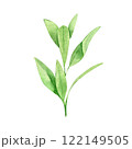 Watercolor Hand drawn greenery illustration isolated on white background. Botanical clipart element. Branch with leaves. Perfect for greeting cards, wedding invitations, packaging, scrapbooking 122149505