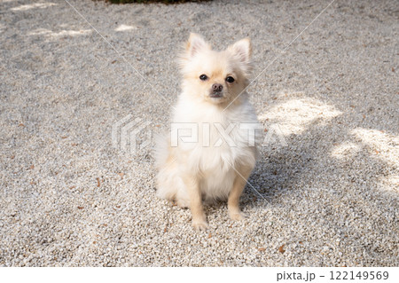 お座りしたポメチワのちくわ お座りしたポメチワのちくわ 122149569