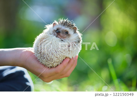 Human hands holding little african hedgehog pet outdoors on summer day. Keeping domestic animals and caring for pets concept. 122150349