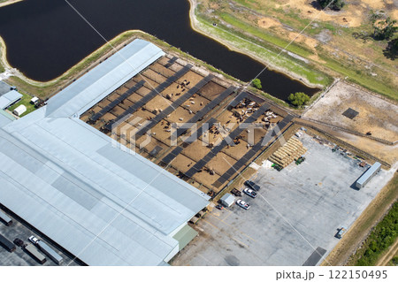 Cattle stockyard with meat cows. Feeding of livestock on farm feedlot in Florida rural area 122150495