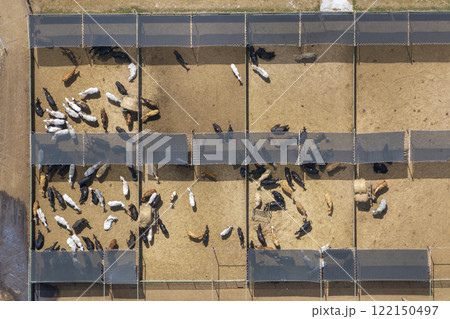 Cattle stockyard with meat cows. Feeding of livestock on farm feedlot in Florida rural area 122150497