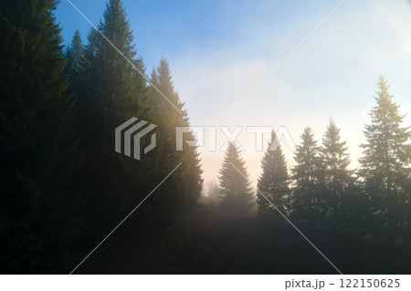 Beautiful scenery with light rays shining through foggy dark woods with evergreen trees in autumn morning. Beautiful wild forest at dawn Beautiful scenery with light rays shining through foggy dark woods with evergreen trees in autumn morning. Beautiful wild forest at dawn 122150625