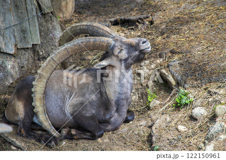 Alpine ibex mountain goat  122150961