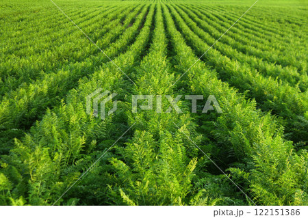 Fresh green plants in rows at carrot field. Agriculture, growing vegetables in industrial volumes 122151386