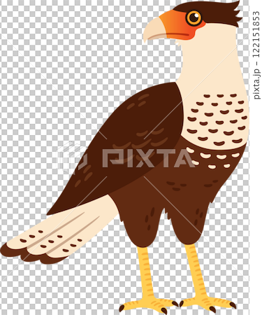 Crested Caracara (Traro, Carancho) bird illustration Crested Caracara (Traro, Carancho) bird illustration 122151853