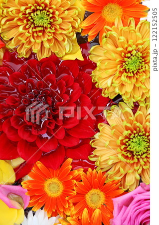 水に浮くカラフルな花を真俯瞰で撮影した背景素材用写真 水に浮くカラフルな花を真俯瞰で撮影した背景素材用写真 122152505