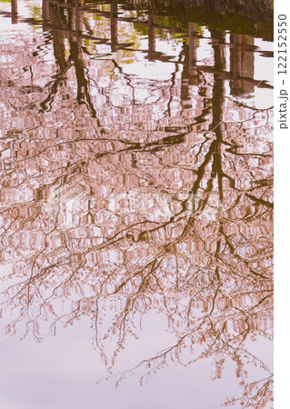 桜満開の小田原城 桜満開の小田原城 122152550