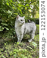 Scottish Straight Cat Walking in Park Graceful Gray Cat Outdoors 122153074